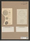 Stephanopyxis superba Grev. (de-Toni-Nr.: Genus 187, Species 4637) Zeichnungen Sammlung Grunow Nr. 8291 (NHMW-BOT-W0377689)